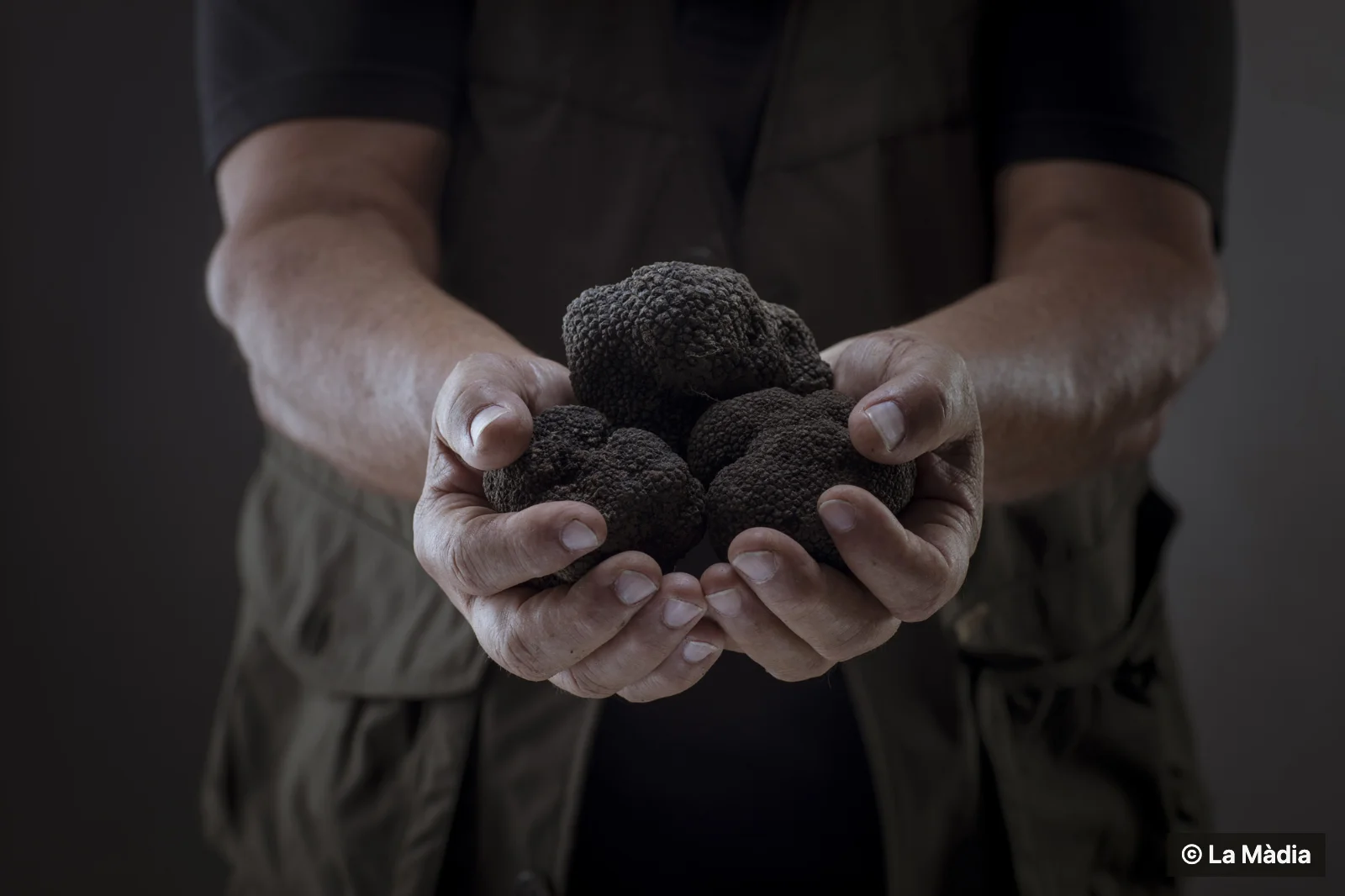 Tartufo: il cambiamento climatico ridisegna l' habitat