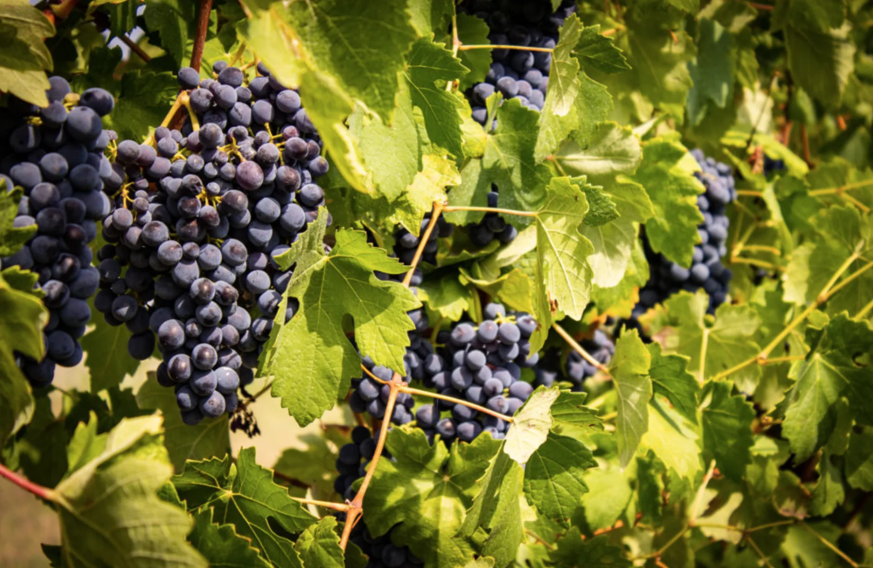 I vini di Tenuta Pernice