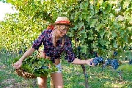Lavoro: chef? Meglio ‘viticoltrice’, una straniera su due sogna di lavorare in Italia