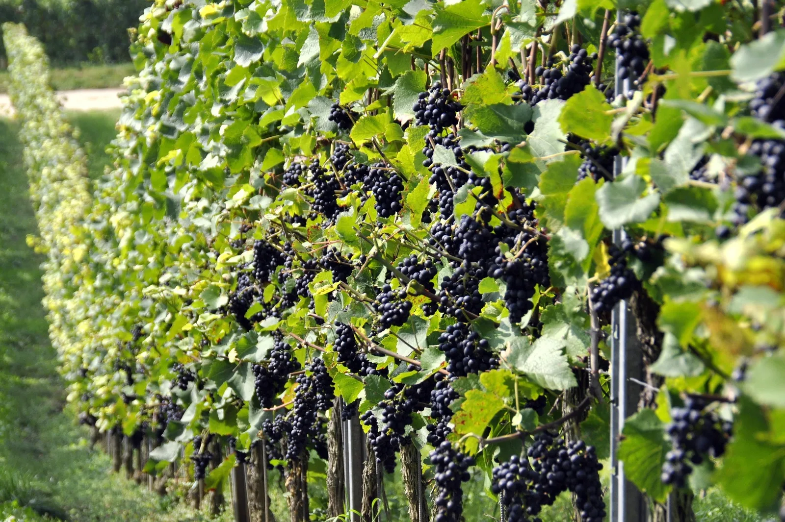 I vini naturali e in anfora sbancano tra i Millenial
