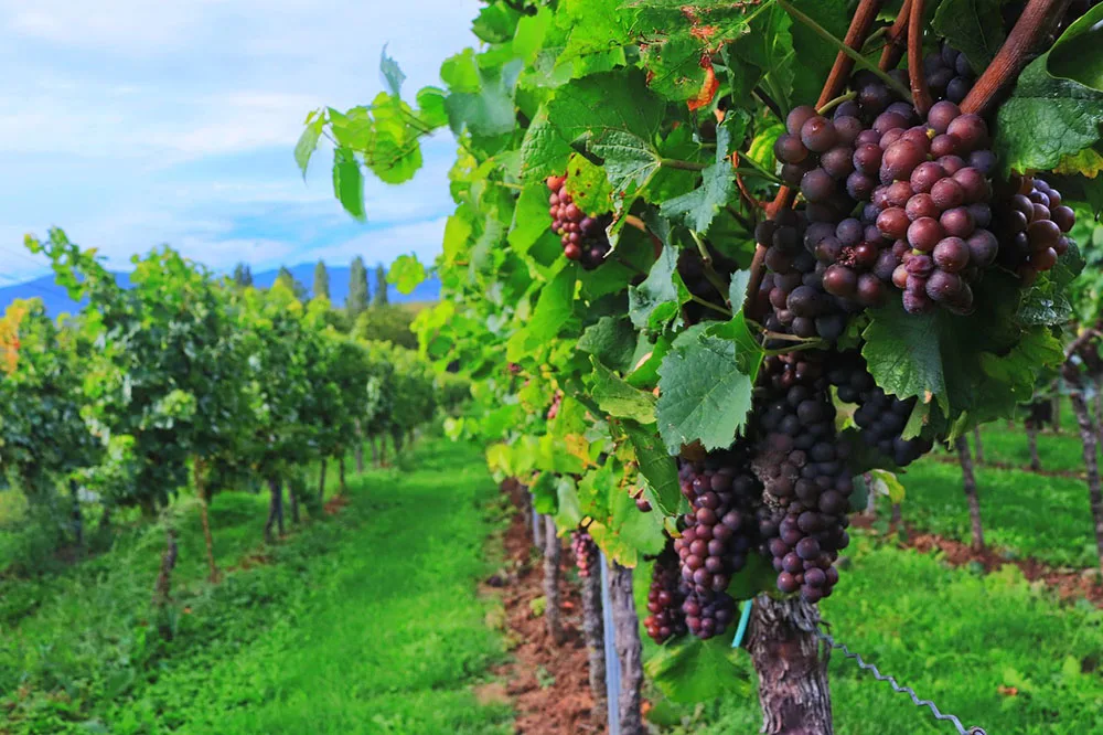 Vino: per l’Osservatorio Paesi Terzi, l’Italia vola in Cina e supera la Spagna