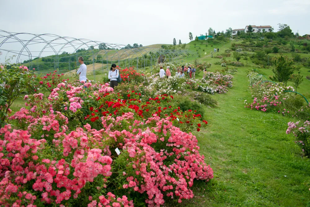 I giardini di rose più belli in Emilia-Romagna