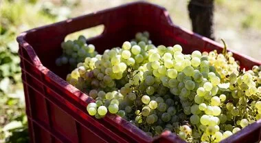 Vino, vendemmia: clima brucia il 9% del raccolto