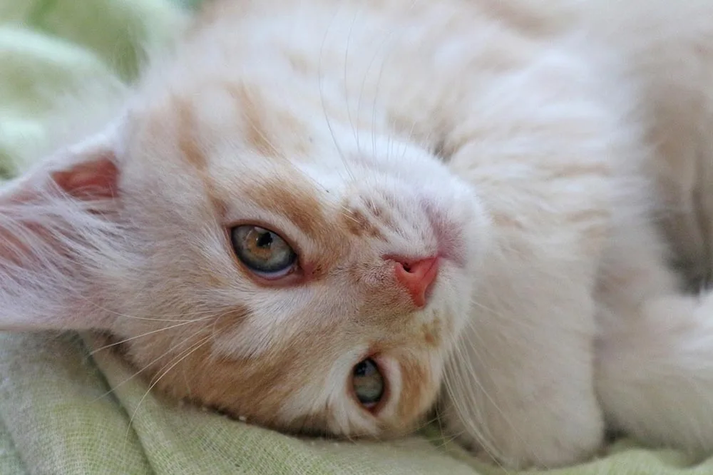 Festa del gatto: da Volagratis.com 5 regole per portarli in aereo e 5 Cat Café da visitare