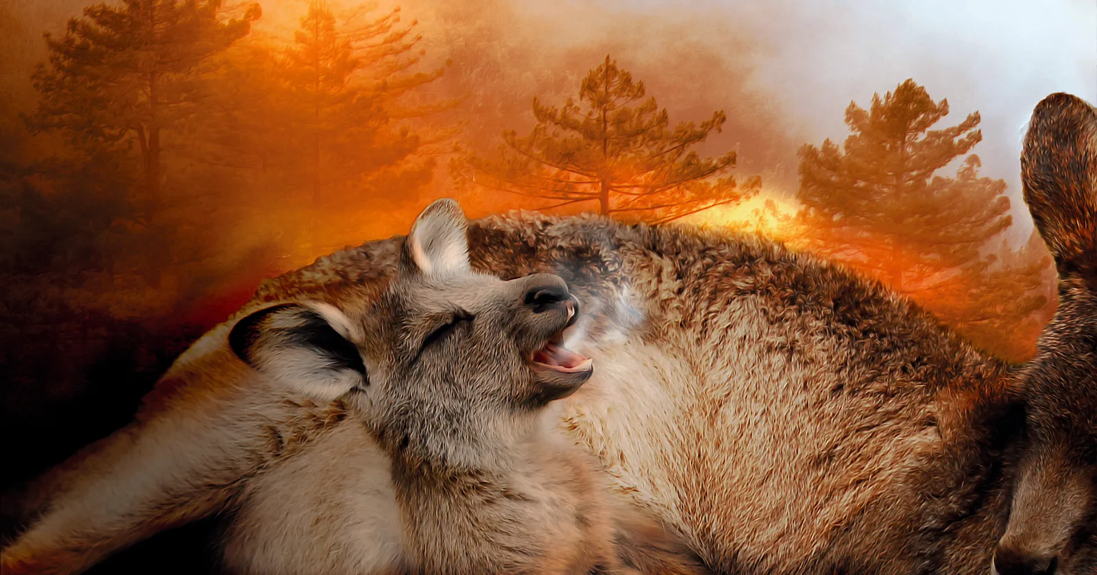 Incendi in Australia e Coronavirus