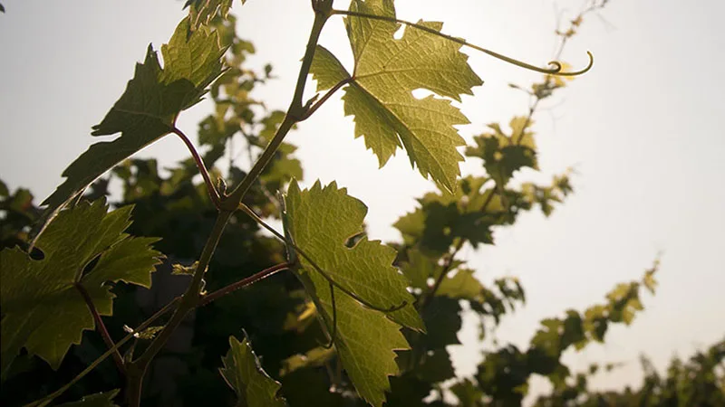 A Merano il Consorzio di Tutela del Primitivo di Manduria porta le sue eccellenze