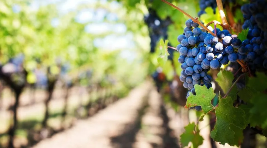 Ritorna “alla normalità” la vendemmia 2018, ma diminuisce il vino in cantina