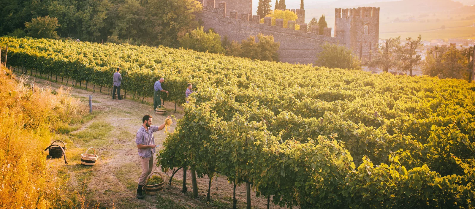 Soave