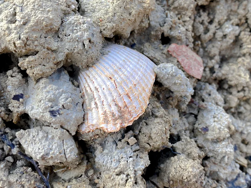 Terroir, un potente fattore di caratterizzazione
