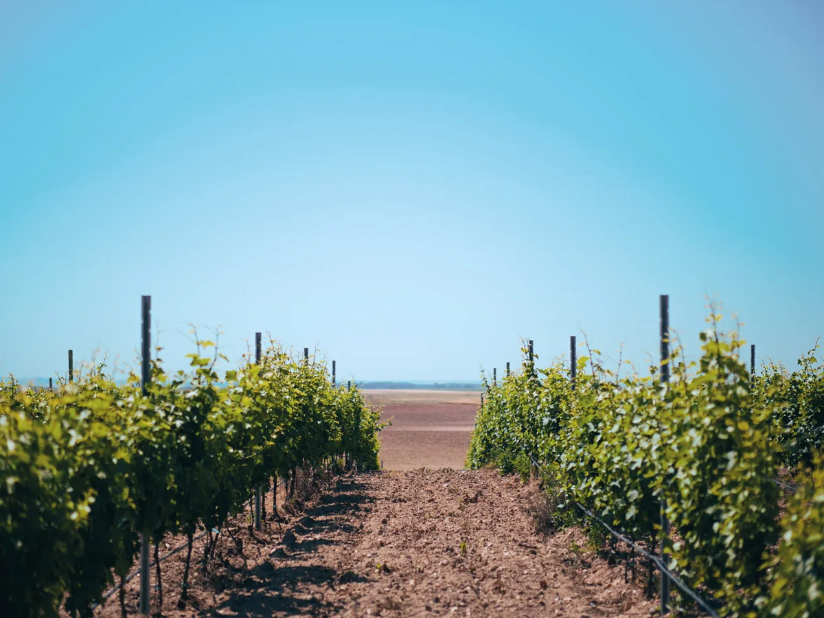 La strada del Verdejo