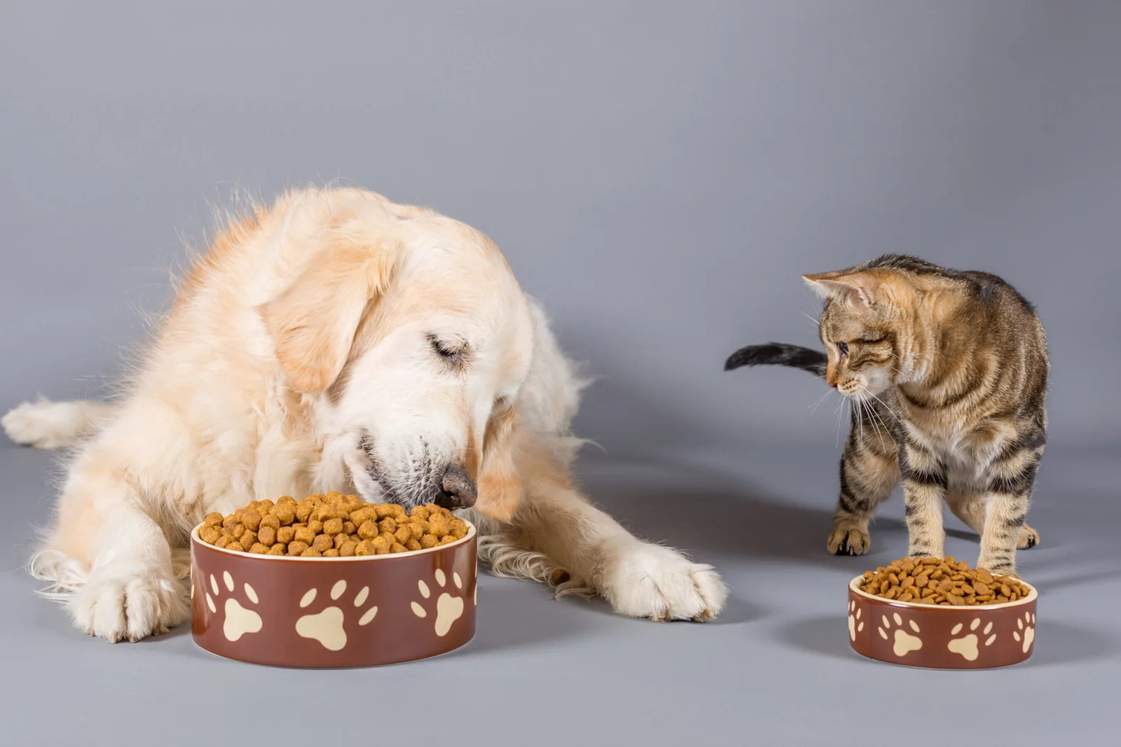 Boom per il mercato globale del pet food: prevista una crescita a 139 miliardi entro il 2030