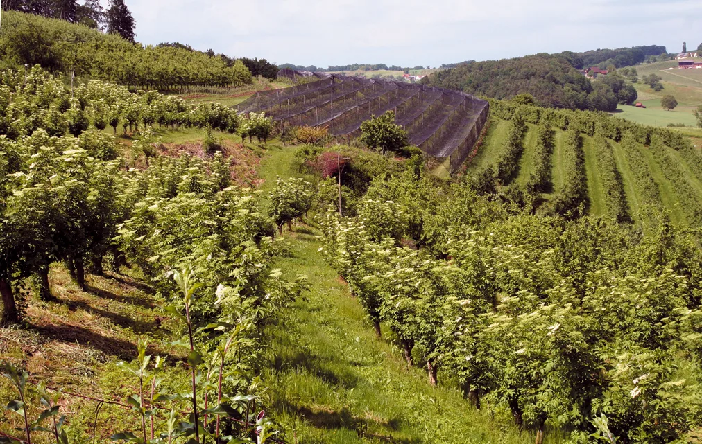 Nel cuore verde dell’Austria