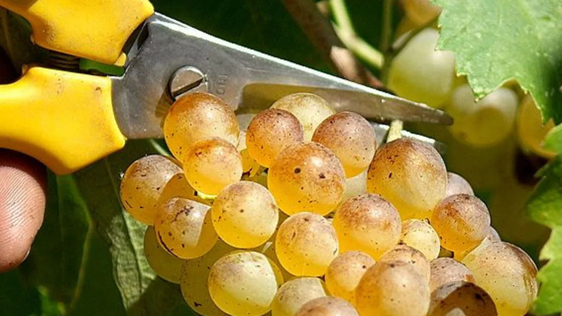 La produzione di Vernaccia di San Gimignano verso il “carbon neutral”