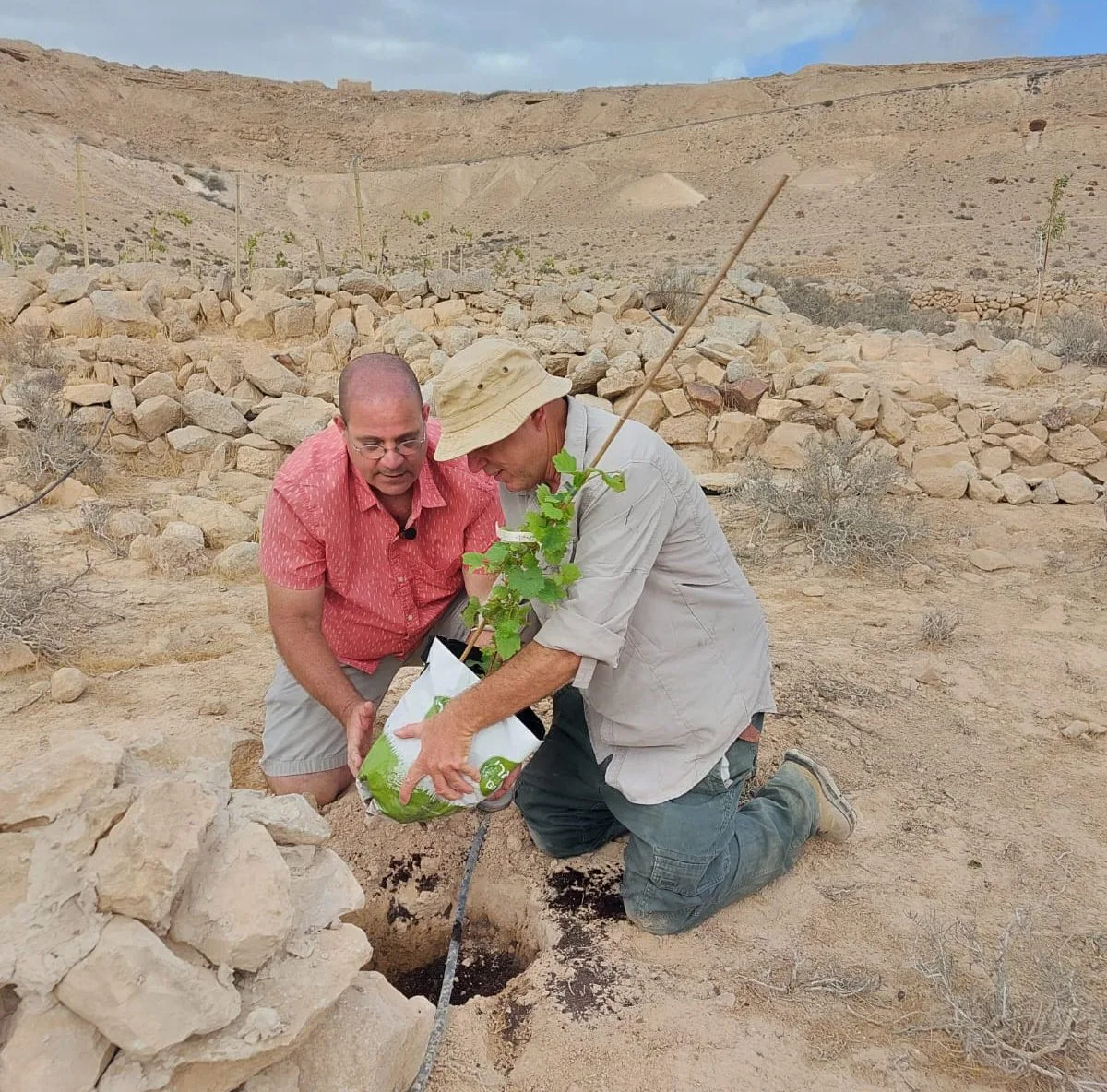 Uve rinate nel deserto israeliano del Negev