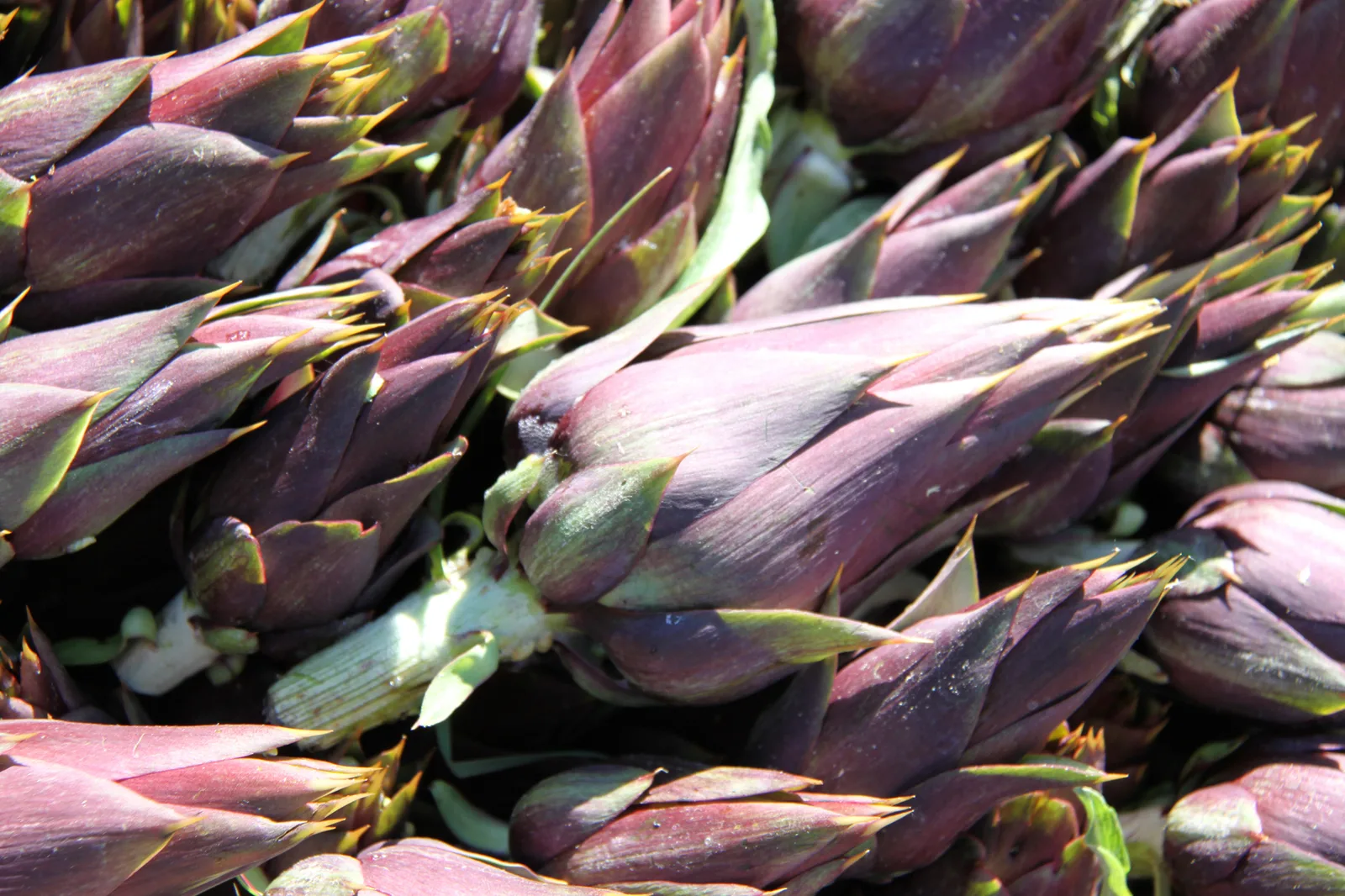 Carciofo Moretto di Brisighella: piccolo dal grande gusto