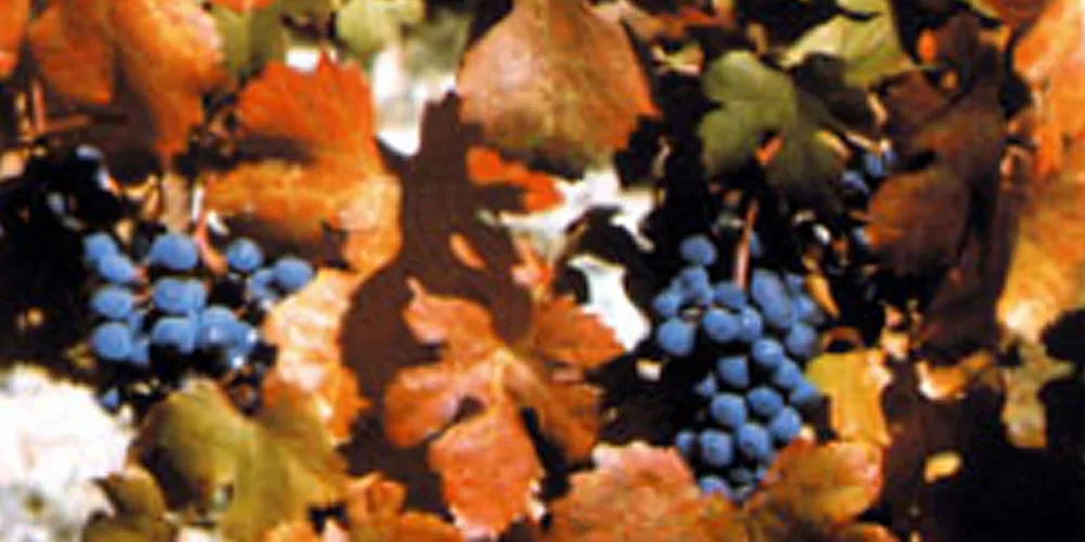Il Cerasuolo di Vittoria, Docg siciliana