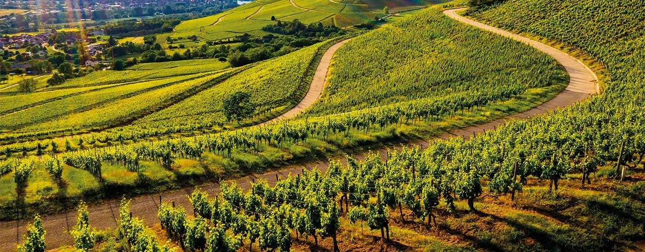 Chianti Classico: anteprima 2023