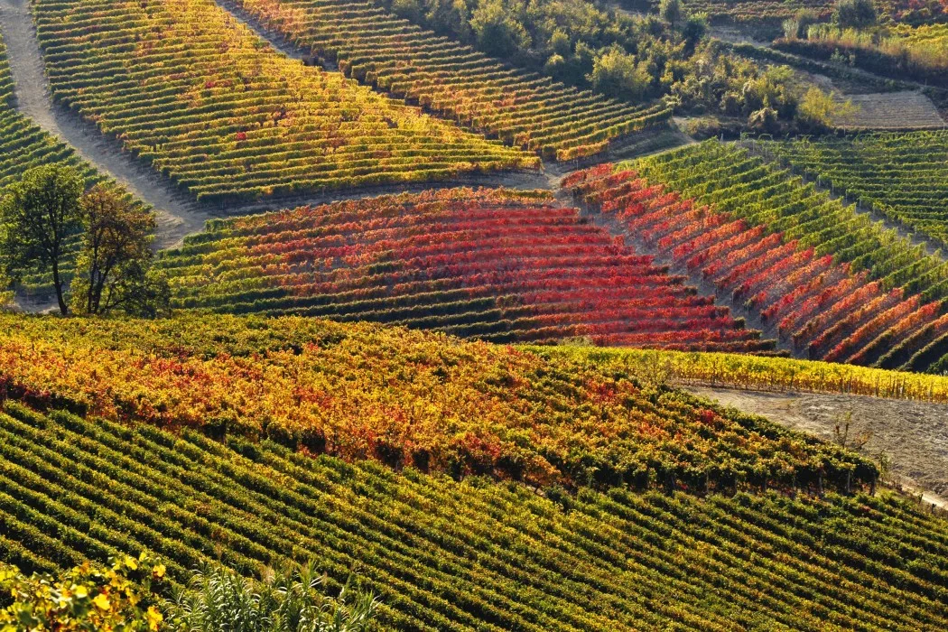 Donne e vino: le imprenditrici del Barolo