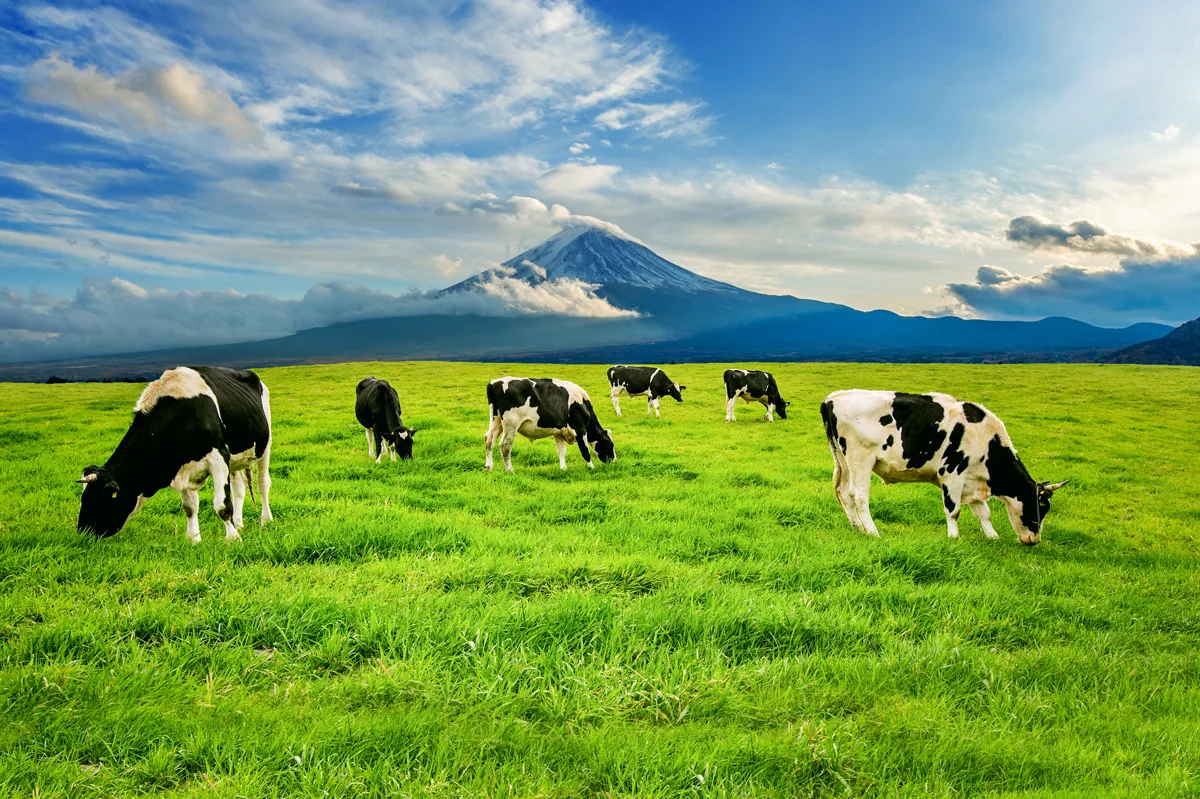 Viaggio tra le figure storiche di spicco che scelsero l’alimentazione vegetale
