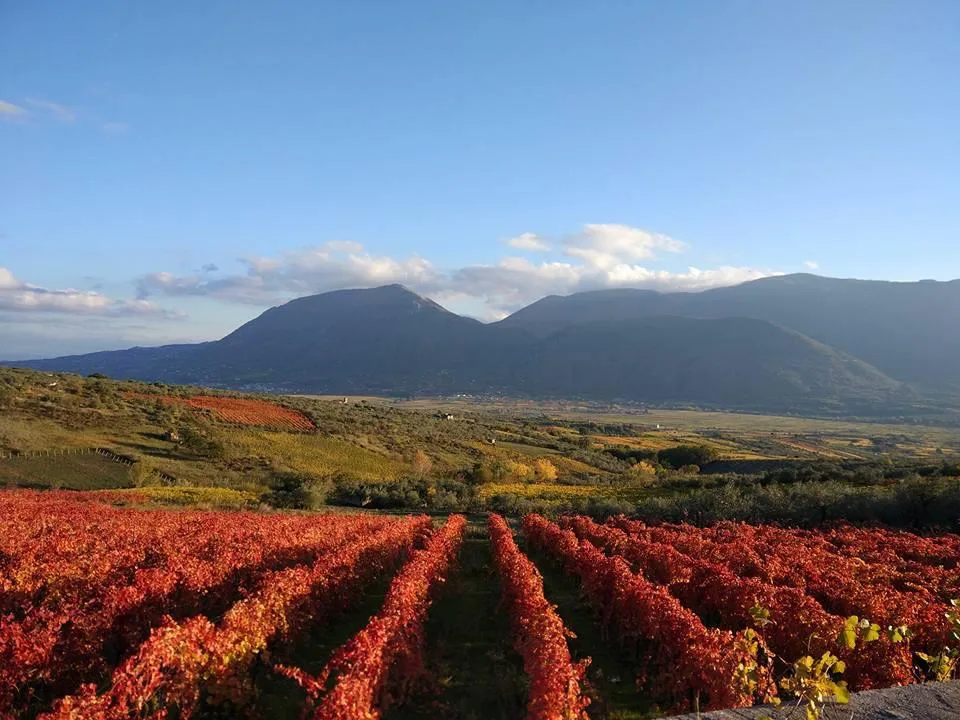 Città europea del Vino 2019, il sud riparte da “Sannio Falanghina” e Matera