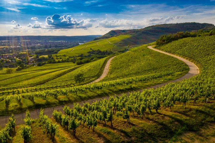 ViNOS: il nuovo volto dei vini sardi.