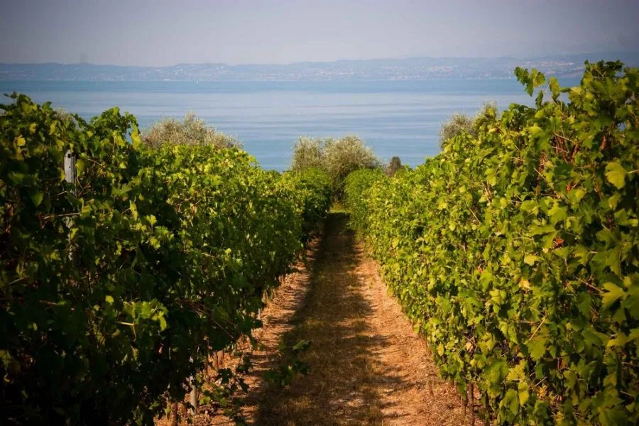 Bandi regionali 2023 per l’assegnazione di vigneti a DOCG