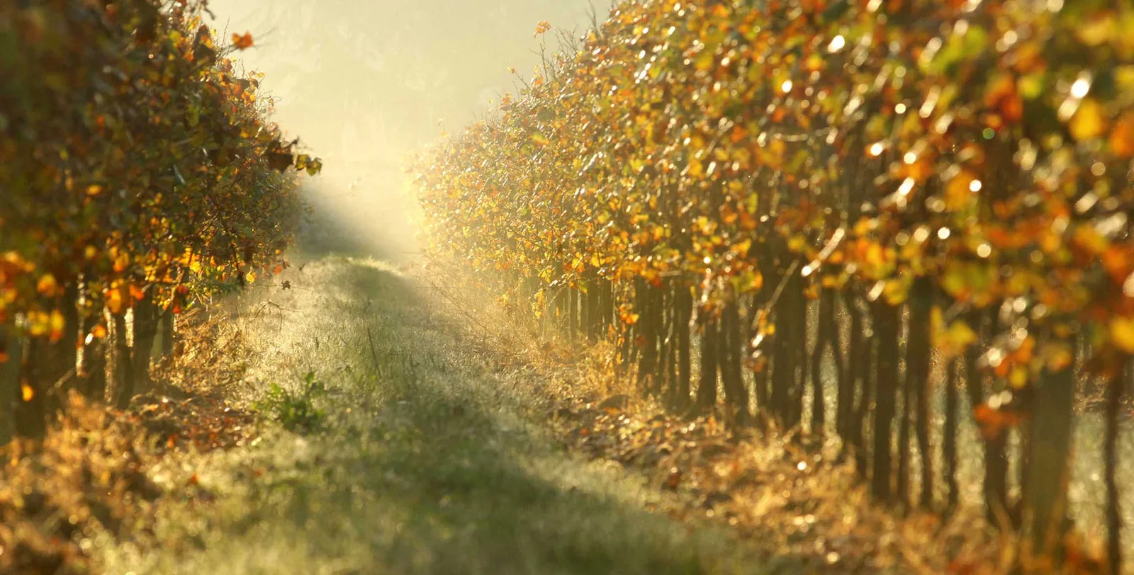 Festival Franciacorta in Cantina per festeggiare insieme i 50 anni della DOC e il futuro della Franciacorta