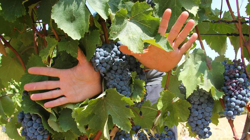 “Le mani del vino”: questo il tormentone web della vendemmia