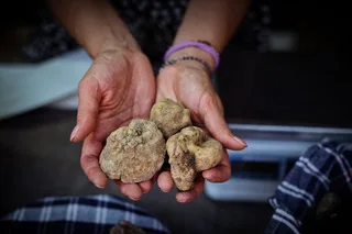Mostra Nazionale del tartufo bianco di Sant’Angelo in Vado (Ottobre 2024)