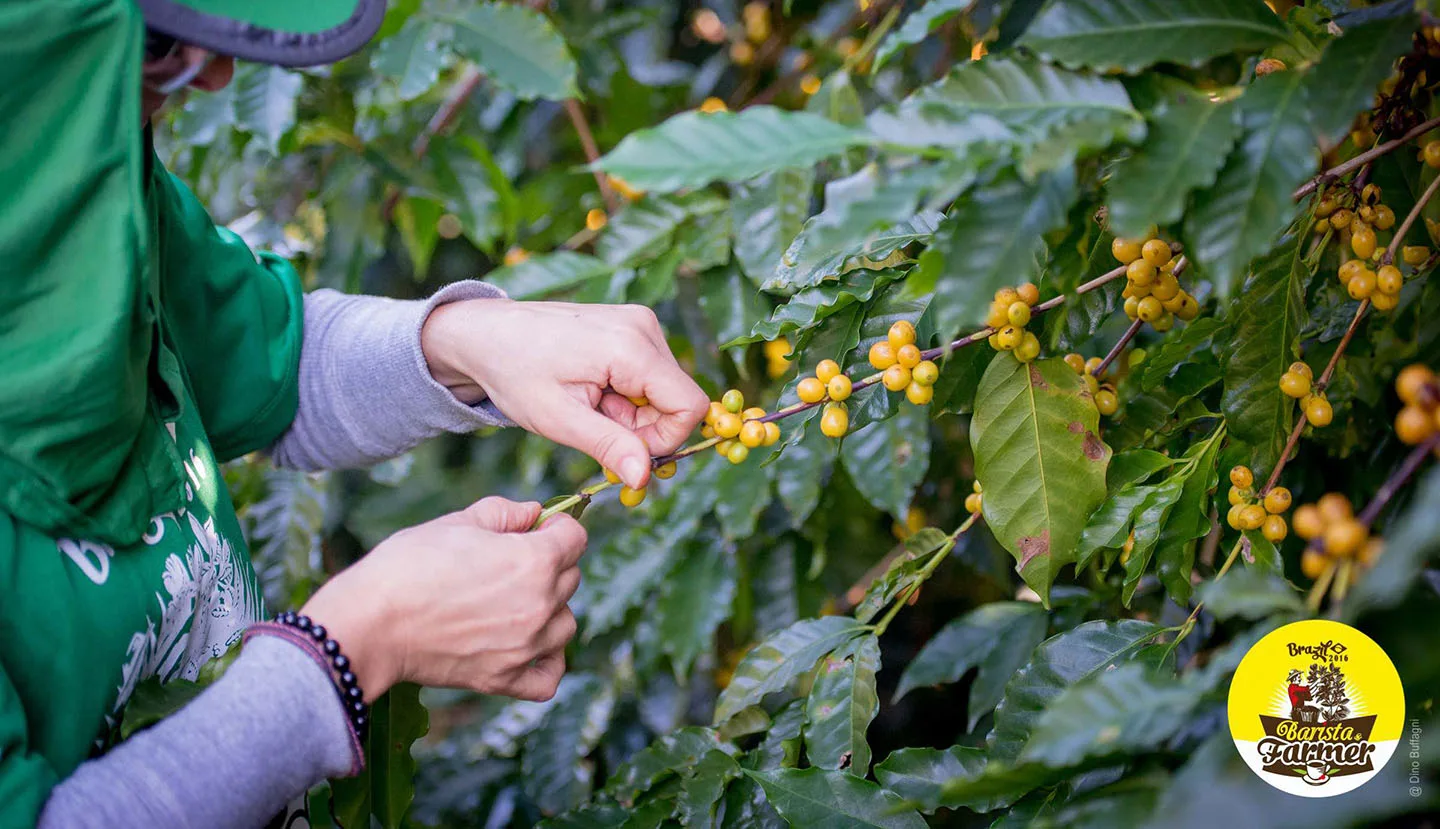 “Barista & Farmer”: dal 3 al 13 maggio in Colombia la 4ª edizione del talent internazionale