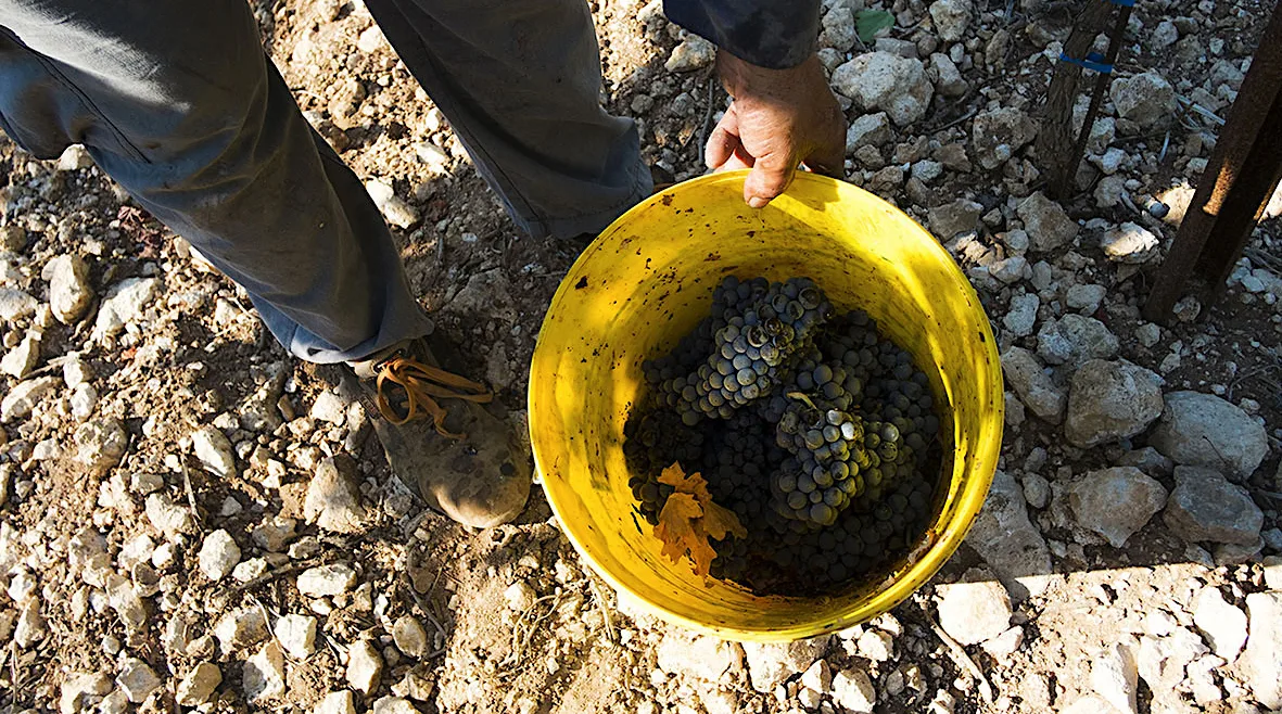 Vendemmia 2017 per il Primitivo di Manduria: uve sane e ottimo grado zuccherino