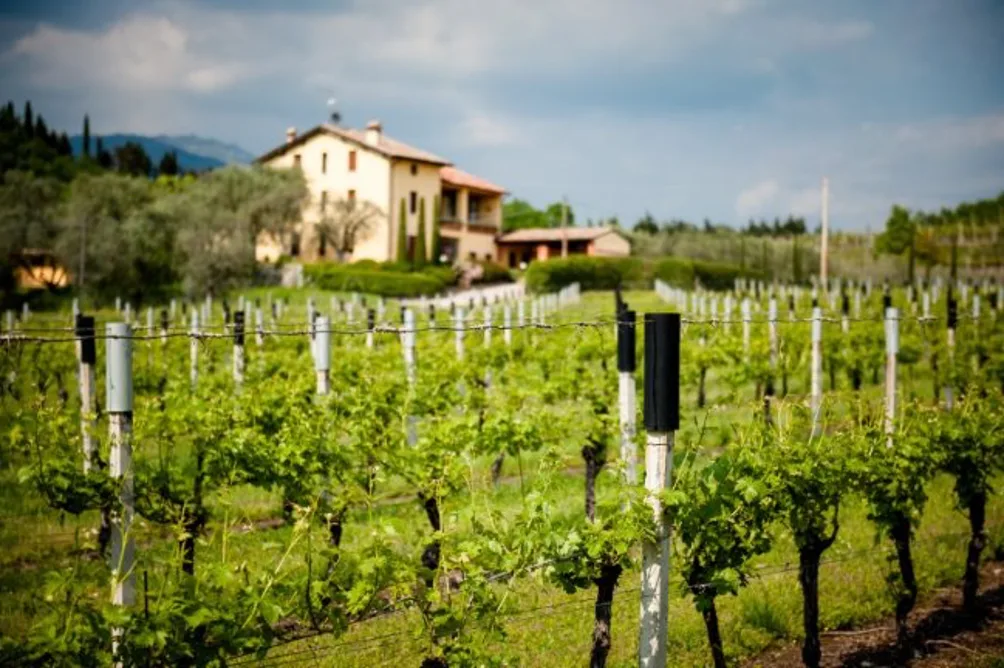 Tinazzi: Primitivo sì, ma sostenibile