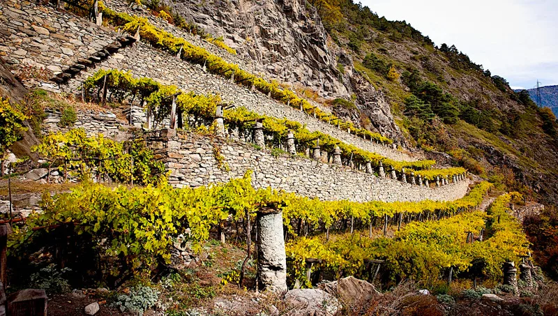 vigne-eroiche-di-Blanc-de-Morgex,-le-più-elevate-d'Europa---foto-n.-9