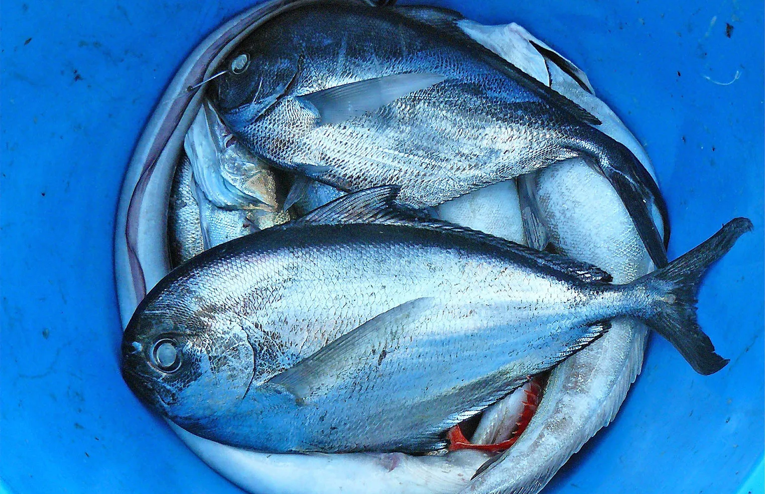 Erich Branchini: corso incentrato sul tema del pesce