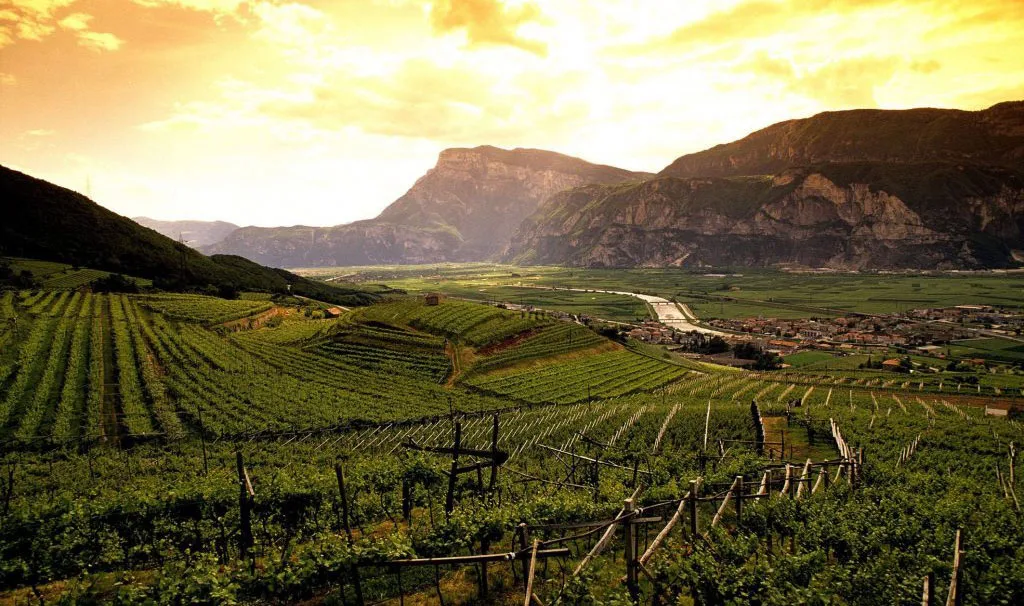Certificati biologici per tutti i vigneti di proprietà delle Cantine Ferrari