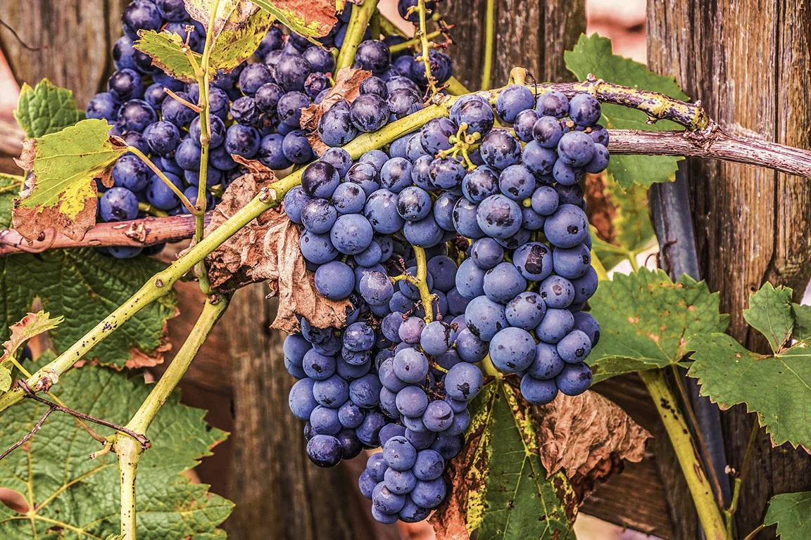 Vino, l’Informatore Agrario: vendemmia giù, prezzi su. Rossi a +19% a ottobre