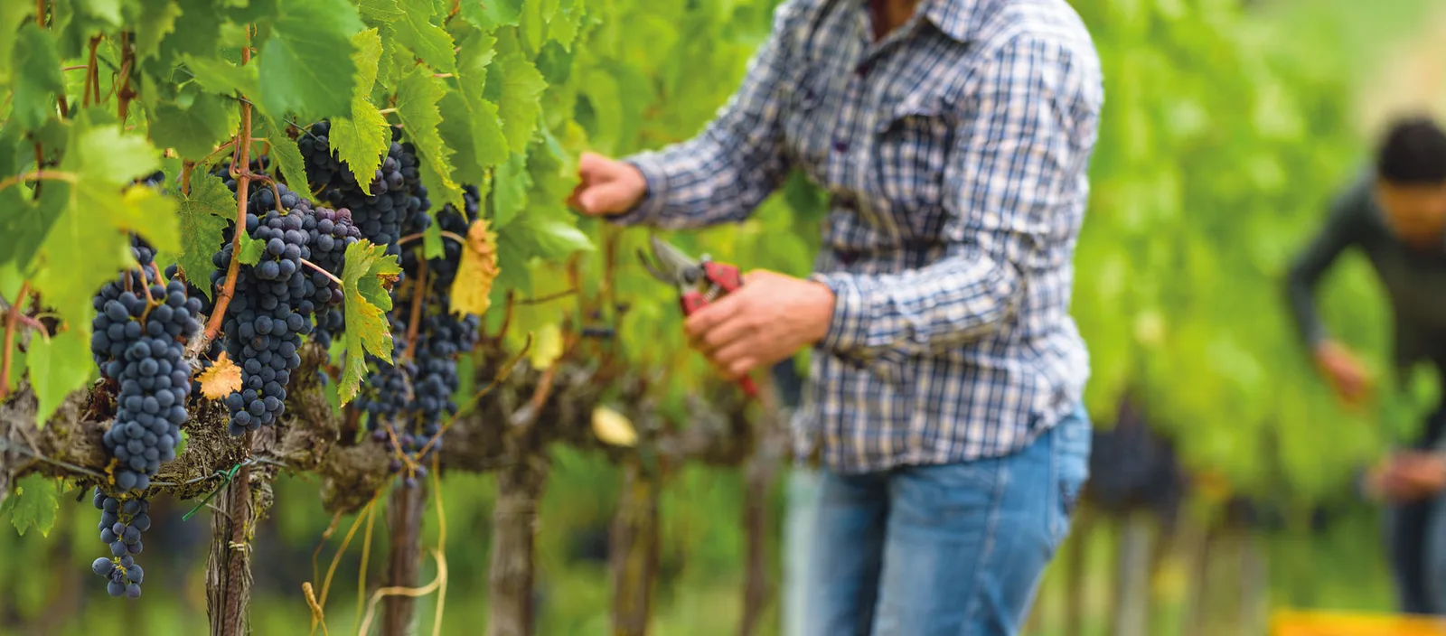 Sangiovese di Romagna