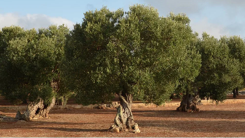A Lucca un mese dedicato all’olio di qualità