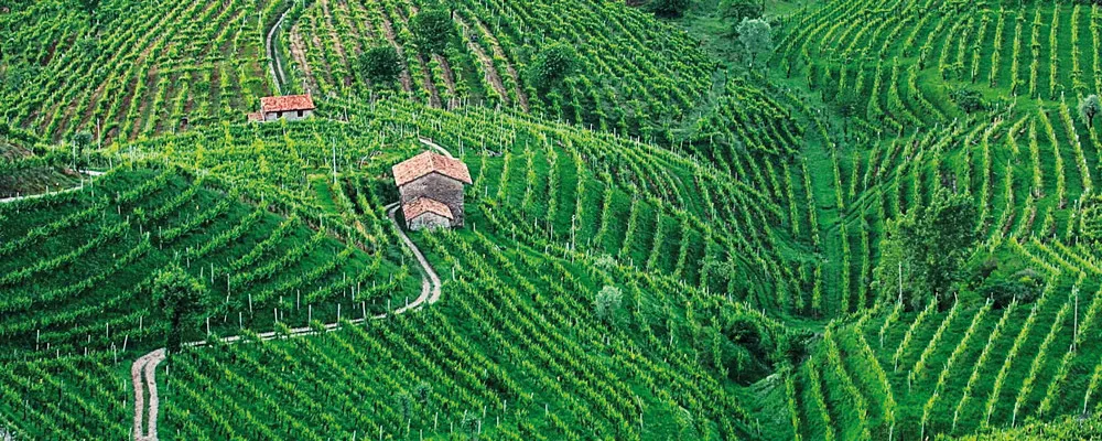 Prosecco e Prošek
