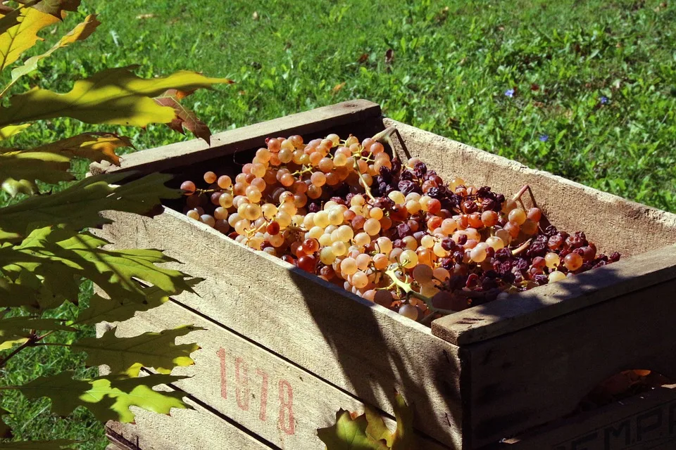COME SARÀ LA VENDEMMIA? MA CHE DOMANDE…