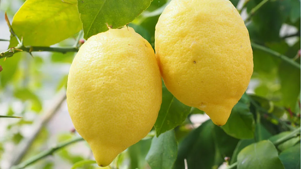 Vacanza a Sorrento? Una visita al limoneto non può mancare