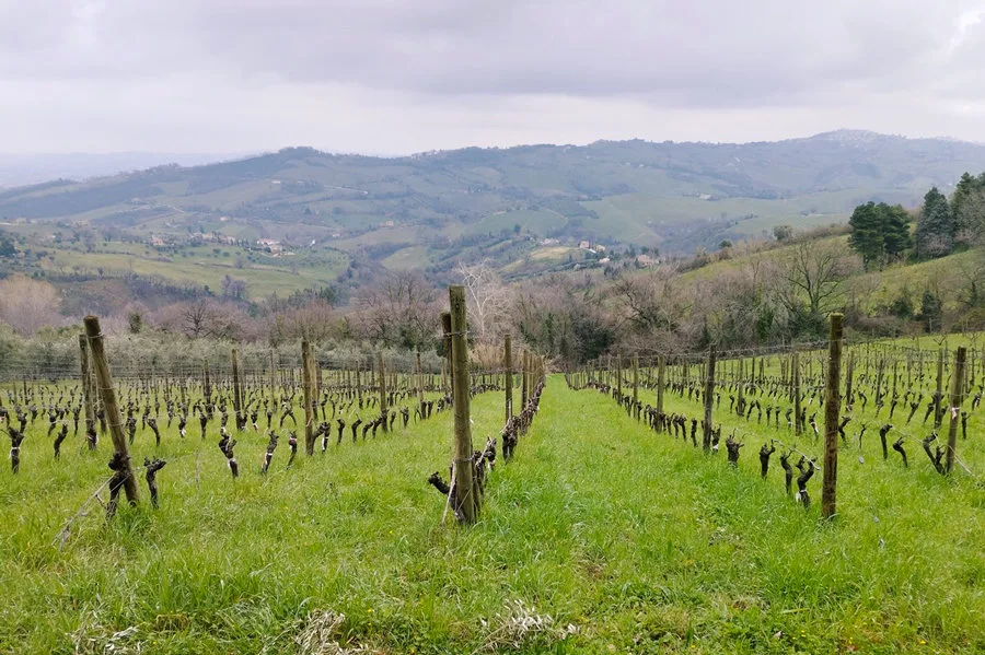 I tasting de La Màdia: Castelli di Jesi Verdicchio Riserva Docg Classico