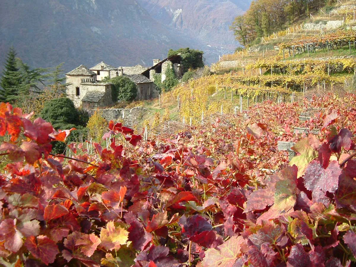 I vini Valdostani sono i protagonisti dell’Estate 2021