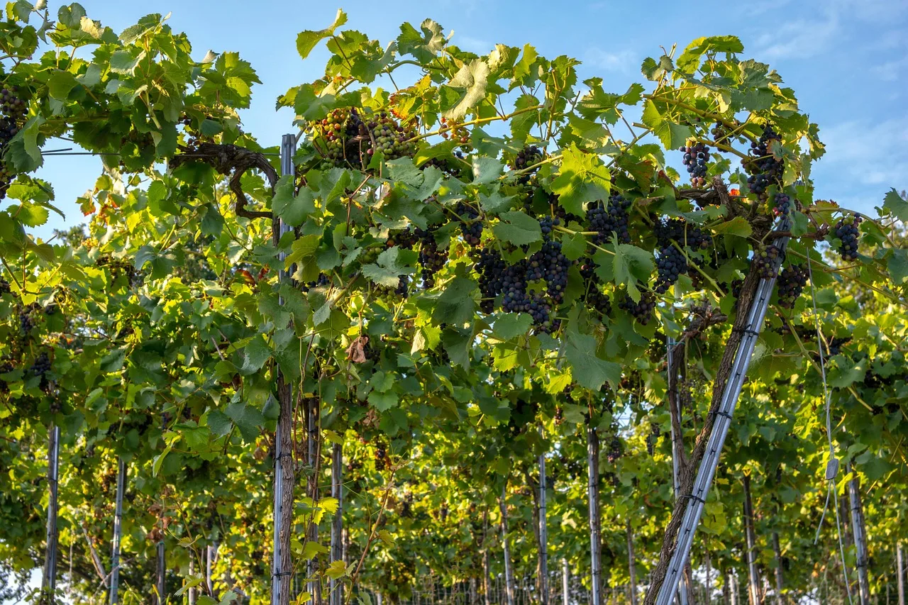 Vino: con il caldo i vigneti salgono in montagna