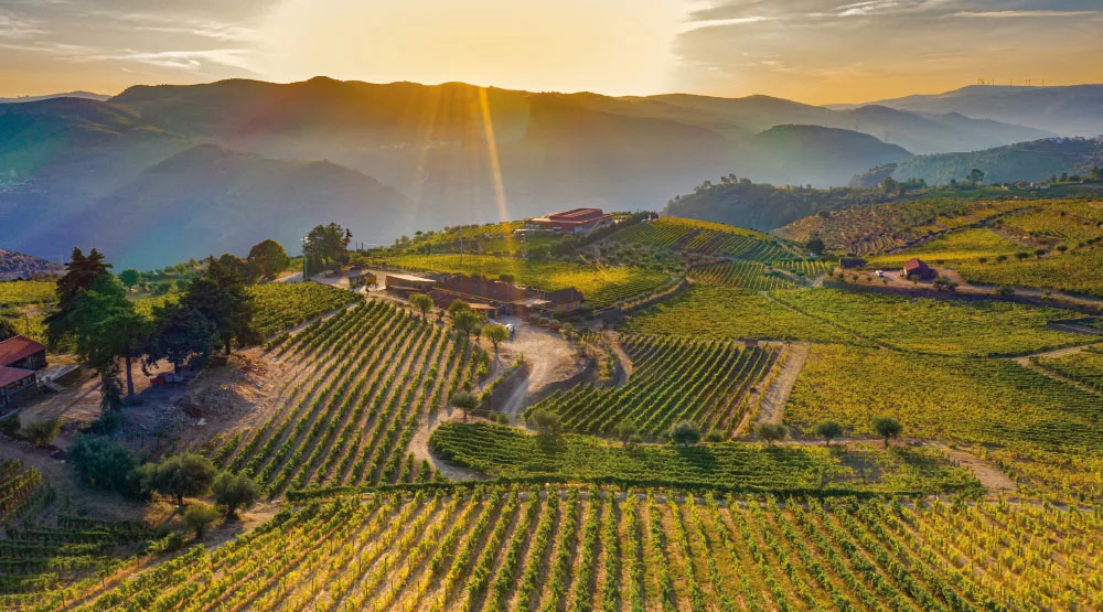 Aziende vinicole: che ne sarà di loro dopo questa pandemia?