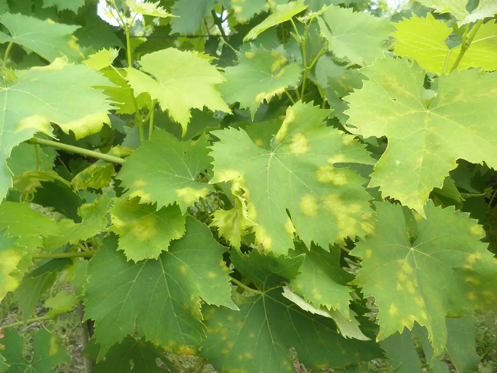 Vino: scure peronospora sulla vendemmia, cali fino al 40%