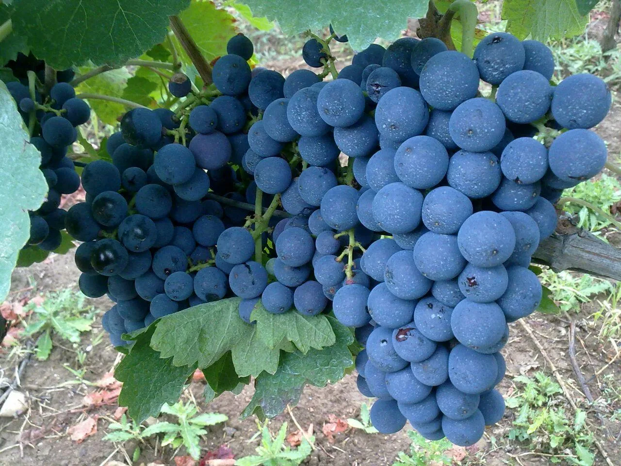 grappoli di aglianico