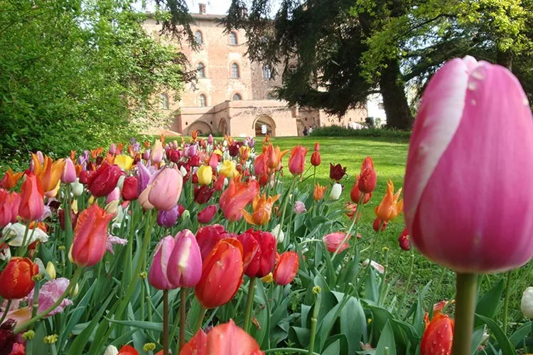 Messer tulipano