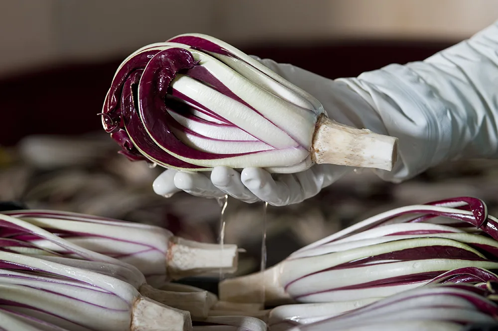 Mostra del Radicchio, Treviso si colora di rosso
