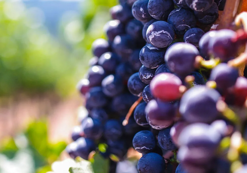 Vinitaly: intesa tra sommelier e istituzioni per la promozione di vino e olio